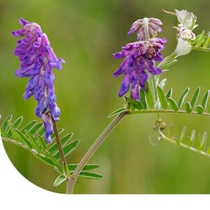 MRS Seeds & Mixtures Vesce d'été - Vicia sativa