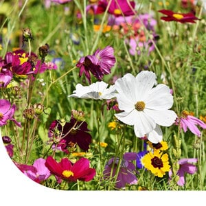 MRS Seeds & Mixtures Mélange de fleurs pour papillons - Bas