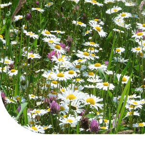 MRS Seeds & Mixtures Mélange de leucanthemum 2 - indigène