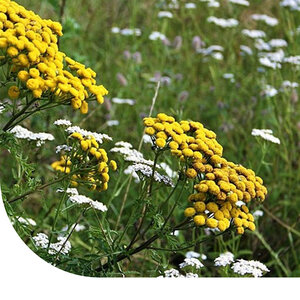 MRS Seeds & Mixtures Type G2 - Mélange de prairies fleuries (sol lourd)