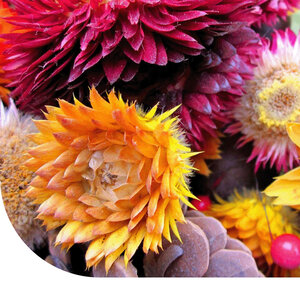 MRS Seeds & Mixtures Mélange de fleurs sèches - 13 variétés