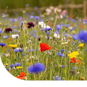 MRS Seeds & Mixtures Type C1 - Mélange de fleurs comestibles