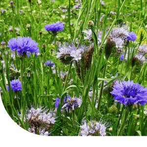 MRS Seeds & Mixtures Mélange de fleurs d'abeilles Brandebourg