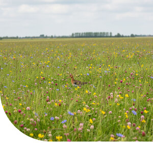 MRS Seeds & Mixtures Mélange de fleurs pour oiseaux de prairie