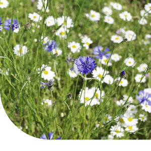 MRS Seeds & Mixtures Mélange de fleurs de verger - annuelles et vivaces