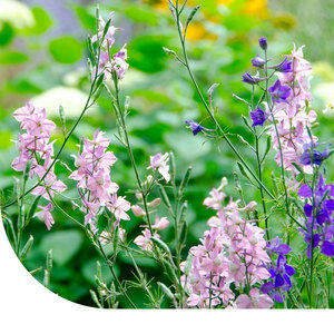 MRS Seeds & Mixtures Mélange de bordures de champs - annuelles et vivaces MRS Seeds & Mixtures Mélange de bordures de champs - annuelles et vivaces