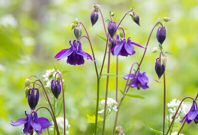 Fleurs à semer en septembre