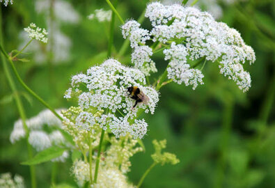 Fleurs à semer en novembre
