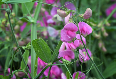 Fleurs à semer en décembre