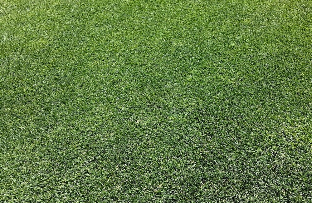 Comment créer une nouvelle pelouse ?