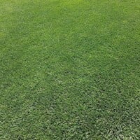 Comment créer une nouvelle pelouse ?