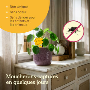 Joyfields Plaques pièges – pièges collants contre les moucherons