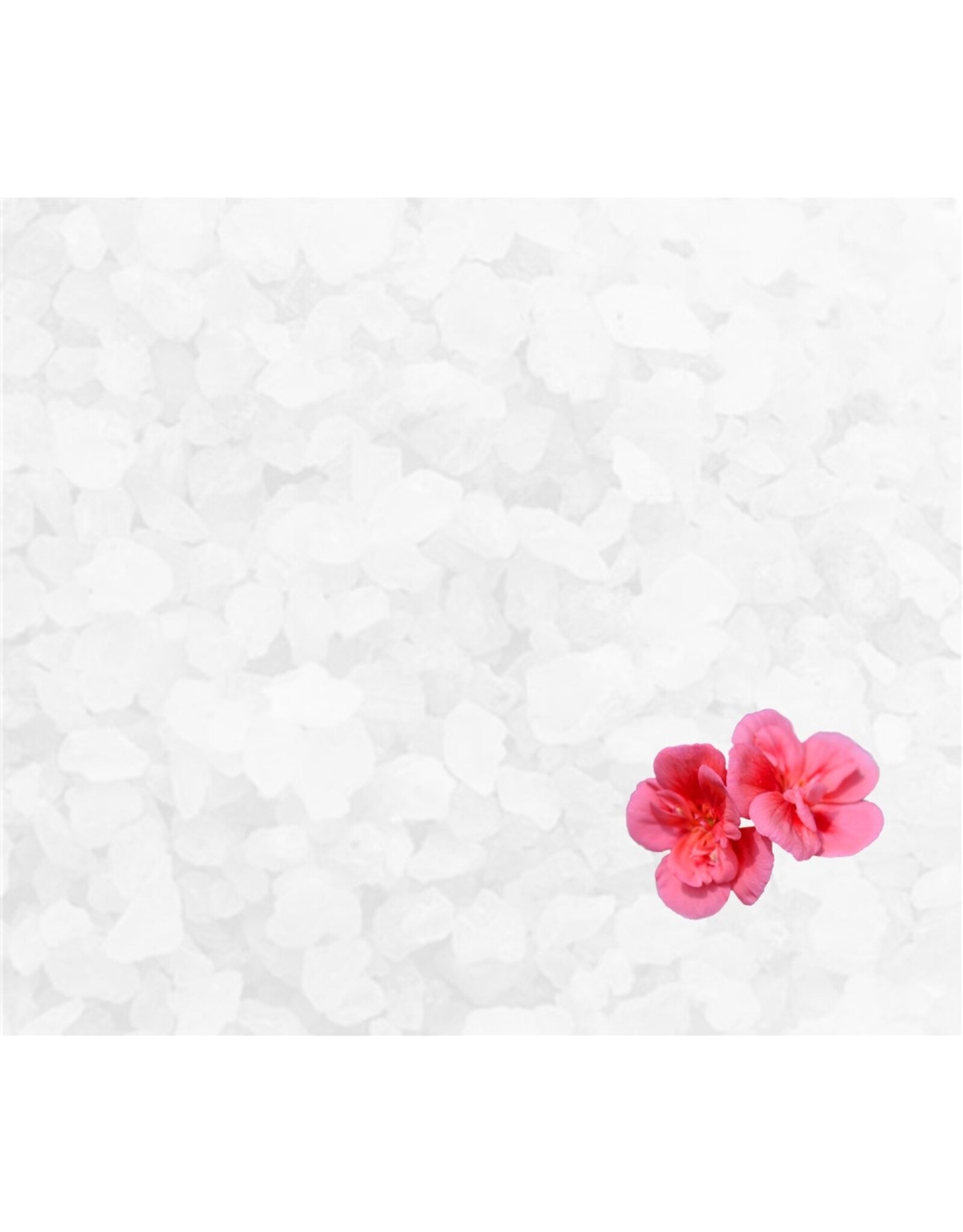 Body & Soap Badzout "géranium" Grof (Wit) - Body & Soap