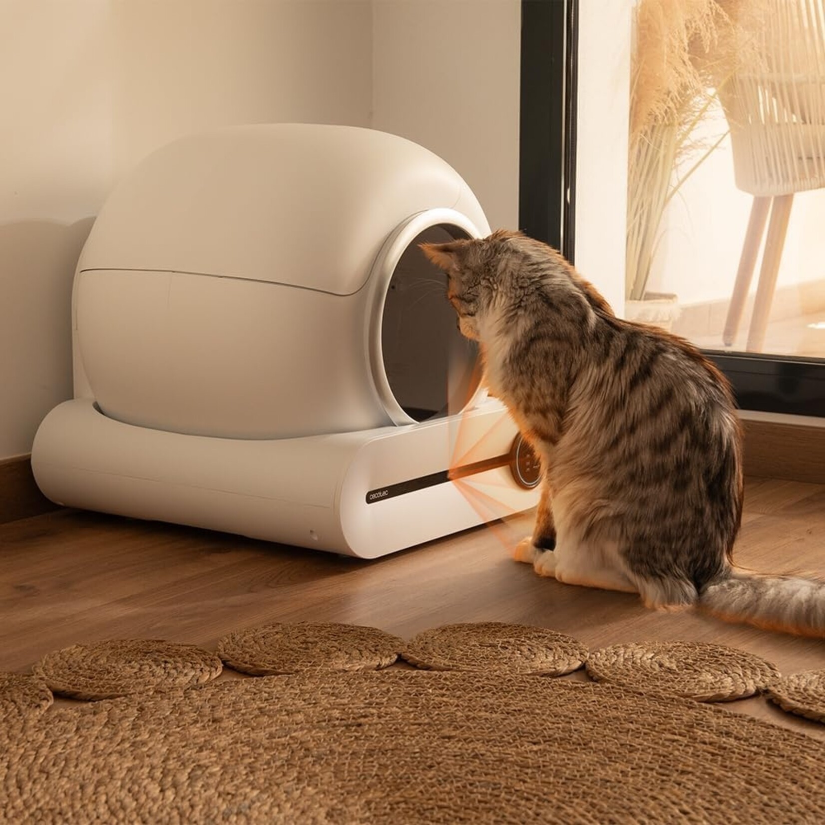 Cecotec  Cecotec Pumba 8000 CleanKitty Smart