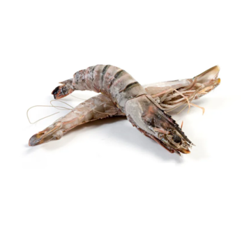 Box of Wild Giant Gambas / Sea Tigers 0.8/1kg 21-30 pieces