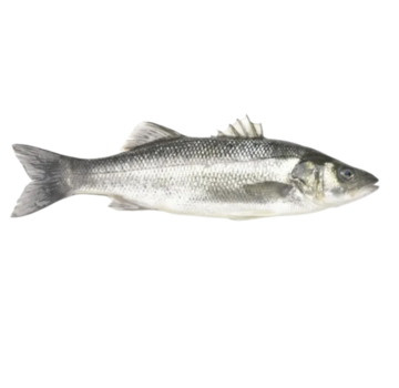 Sea bass 450 grams