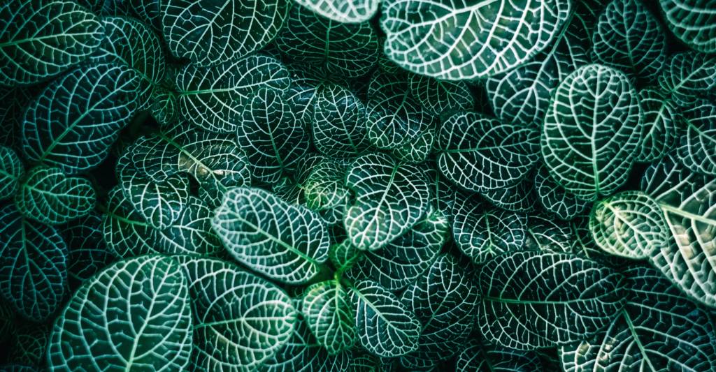Botanische tuin by Samuel