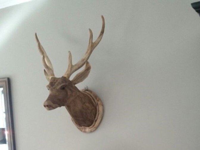 Houten hertenkop met gewei L