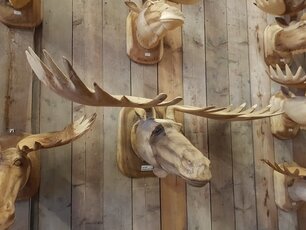 Houten eland kop XXL 150x70x50cm