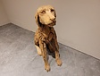 Houten hond - zittend - teakhout