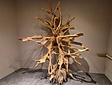 Teak Wortel Sculptuur - 190 x 240 x 100cm