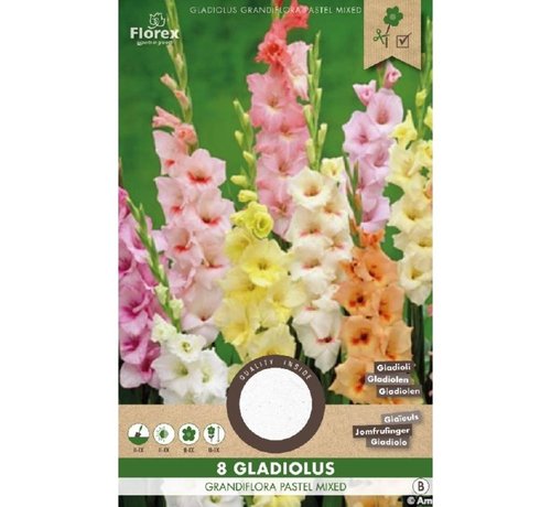 Florex Pastellgladiole Gemischt 8 stücke