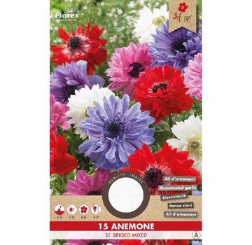 Florex Anemone St. Briged Gemischt 15 st.