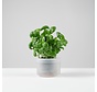 Till Planter Single small 12 cm clear