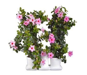 Minigarden Basic M Pots Blumentopf Weiß