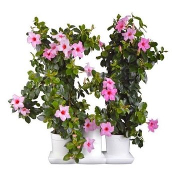 Minigarden Basic M Pots Blumentopf Weiß