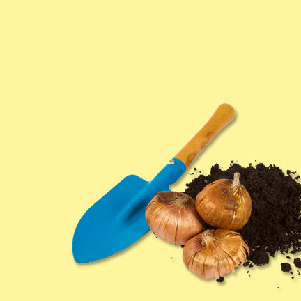 Frühlingsgeschenke Blumenzwiebeln und Samen Frühlingsgeschenke Blumenzwiebeln und Samen