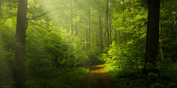 Ledlichtdiscounter.nl samenwerking met EcoTree 2