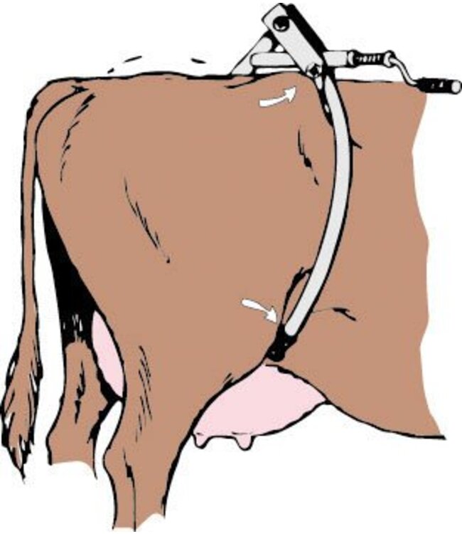 Hüftfessel für Kühe Amerika