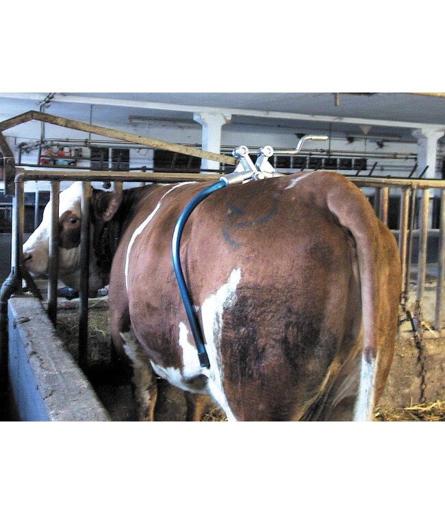 Hüftfessel für Kühe Amerika