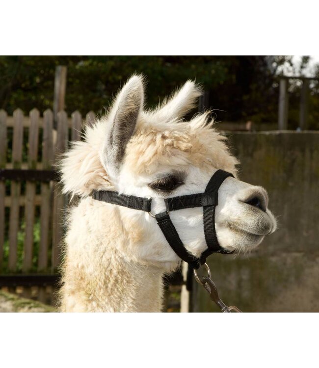 Alpaka-Halfter
