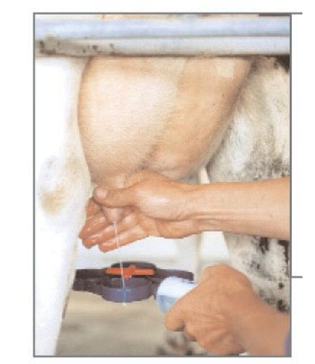 Mastitis-Tester Orig. SHOOF