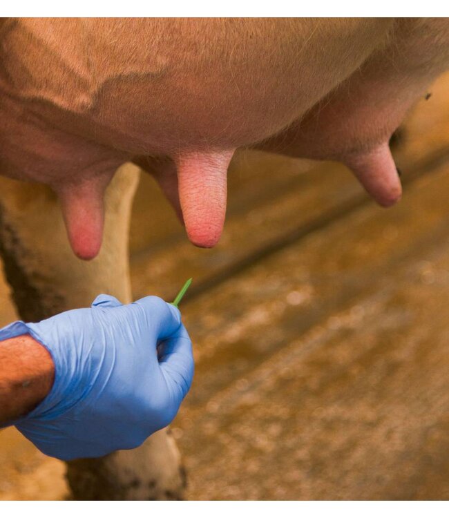 Silikon Zitzenstifte