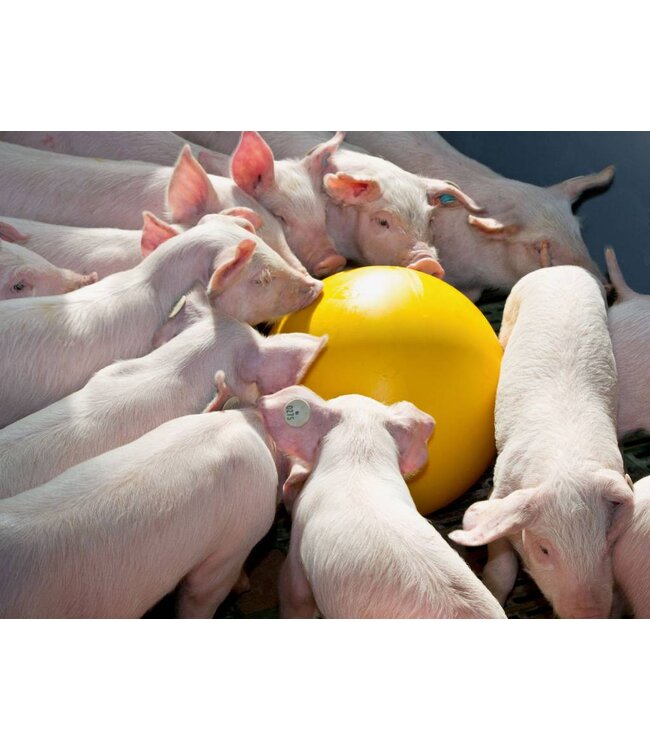 Ferkelball Anti-Stress