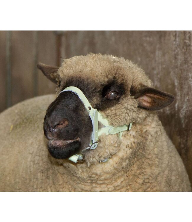 Kopfhalfter für Schafe und Böcke