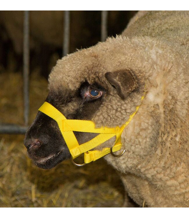 Kopfhalfter für Schafe und Böcke