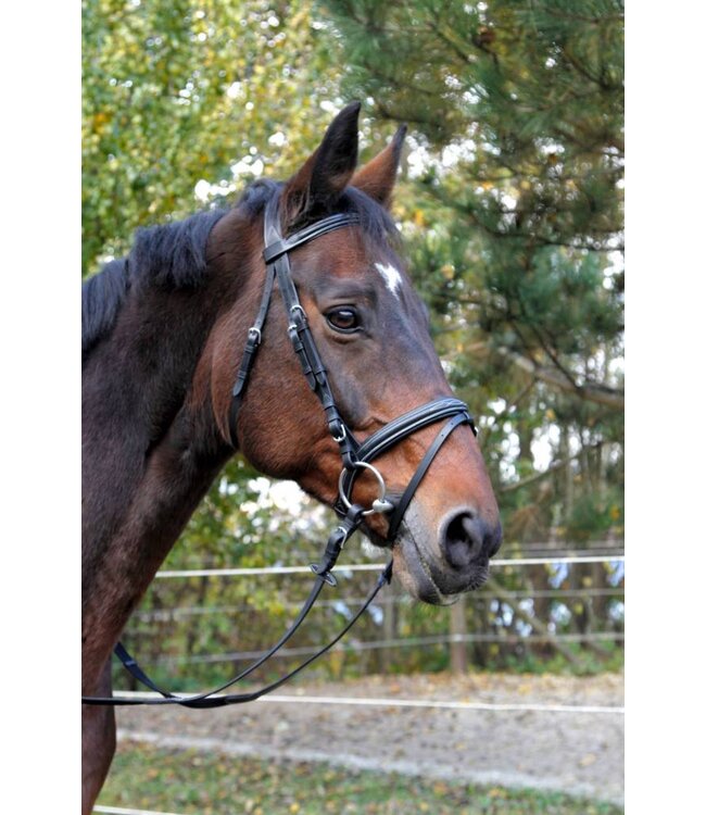 Trensenzaum Classic Leder, schwarz, Warmblut