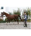 Longierleine 7,50 mtr. schwarz