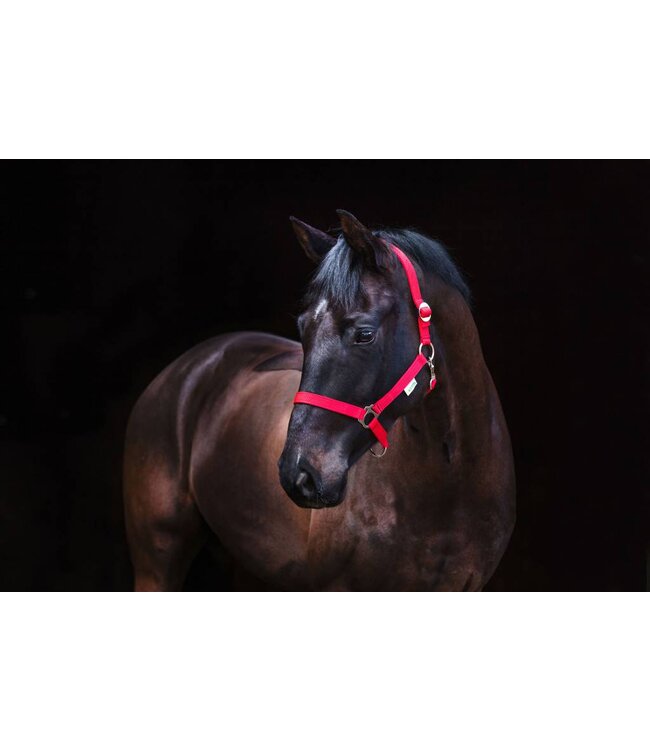Nylonhalfter Classic rot, Gr. 1