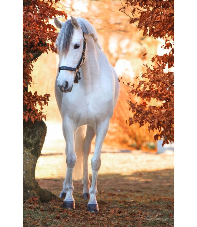 Halfter Eco, Warmblut, Leder braun