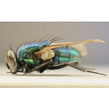 CIT Fliegen -,Insekten - und Wespenbekämpfung