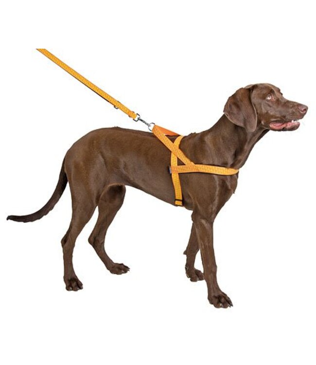 Norweger Geschirr reflektierend