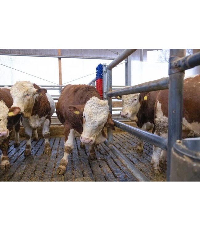 Kratzbürste -HAPPYCOW Bully