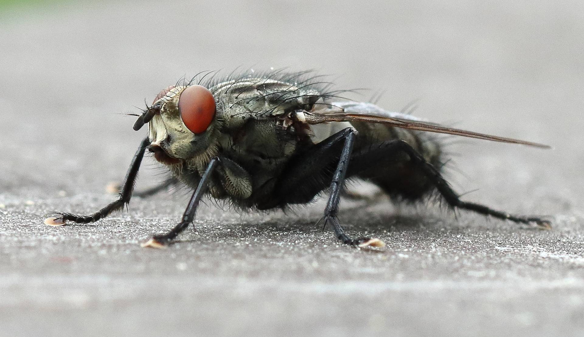 Ungeziefer- & Schädlingsbekämpfung
