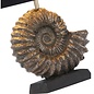 Ammonite - Bronze Table Lamp Base - David Hunt