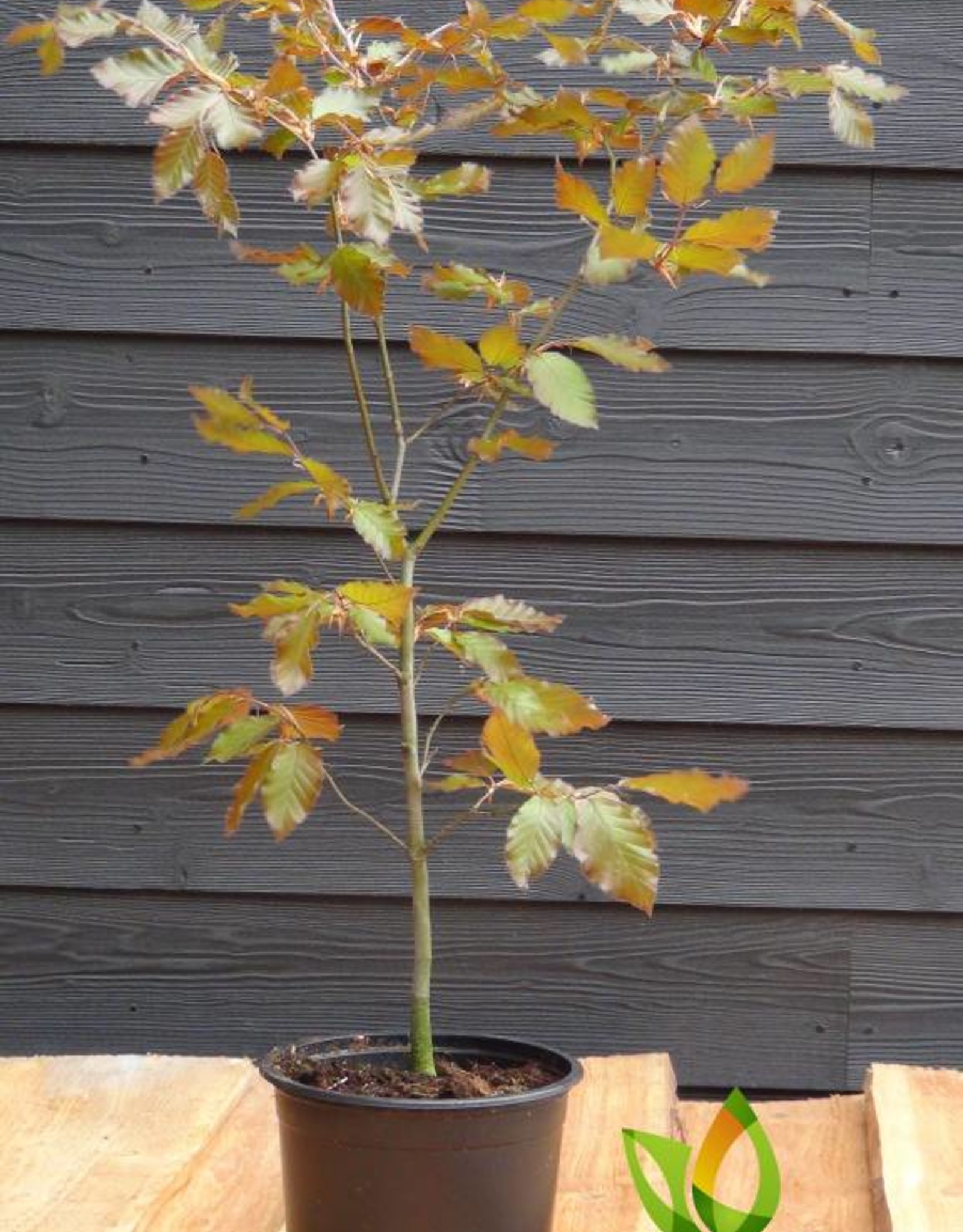 Rode beukenhaag kopen? Fagus sylvatica Atropunicea met Garantie
